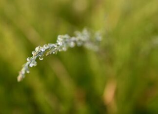 Jak roztopić wosk? Jak roztopić wosk?