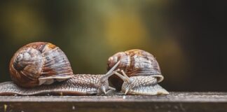 Jak włączyć czujniki parkowania Nissan Qashqai?