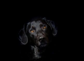 Na czym polega hybryda w Fordzie Puma?