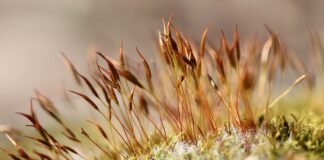 Co można powiesić na ścianie w sypialni?