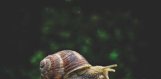 Do czego służy TP w radiu?