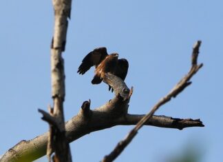 Ile się ładuje Audi e-tron? Ile się ładuje Audi e-tron?