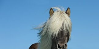 Czy można kuć w kominie?