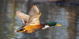 Jaka miska WC do małej łazienki? Jaka miska WC do małej łazienki?