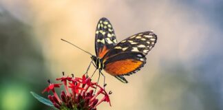 Jak ustawić antenę CB bez miernika?