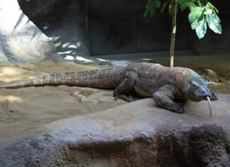 Co dać nad komodę?